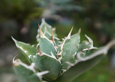 Agave titanota 白鯨 A NO.3