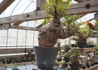 ブラヘア アルマータ brahea armata | mana's farm:塊根植物・アガベ