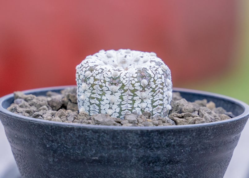 アストロフィツム スーパー兜 | mana's green:塊根植物販売|マナ アストロフィツム スーパー兜 | mana's green:塊根植物販売|マナ