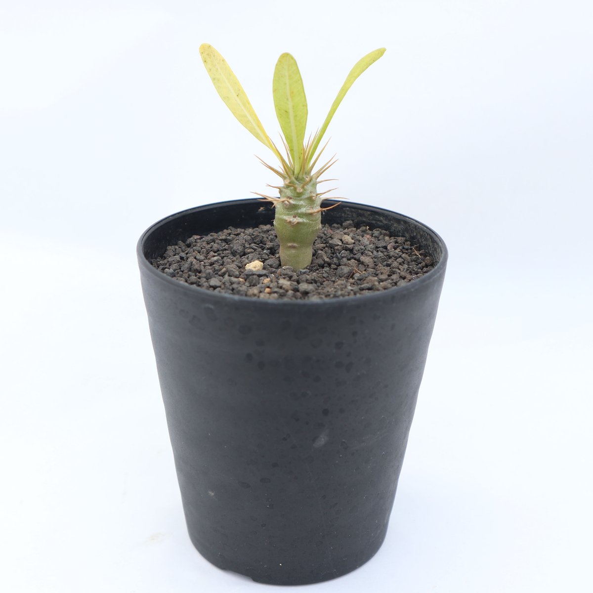 パキポディウム アンボンゲンセ | mana's green:塊根植物販売 パキポディウム アンボンゲンセ | mana's green:塊根植物販売
