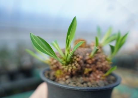 ユーフォルビア　鉄甲丸  Euphorbia bupleurifolia　E7