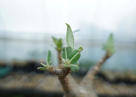 パキポディウム　グラキリス　 Pachypodium Gracilius  No.6
