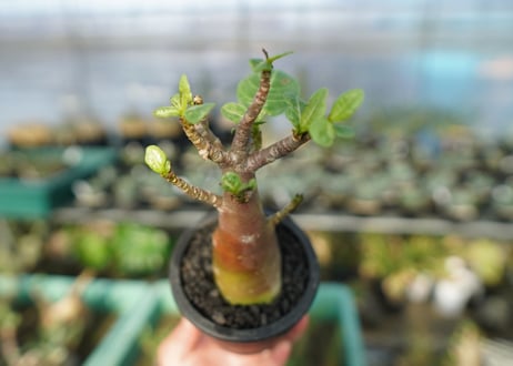 アデニウム　Adenium　No.18