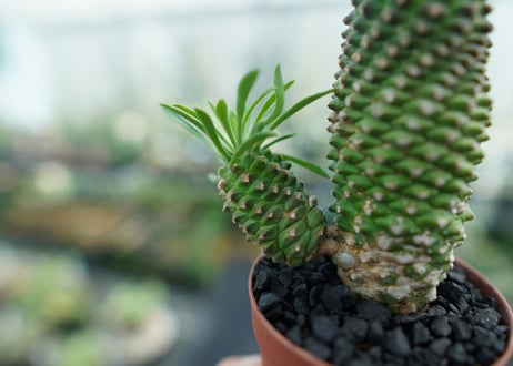 ユーフォルビア　ソテツキリン "パイナップルコーン"　Euphorbia sotetsukirin  No.3