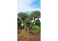 ダシリリオン ウィーレリー | mana's farm:塊根植物・アガベ・ドライ