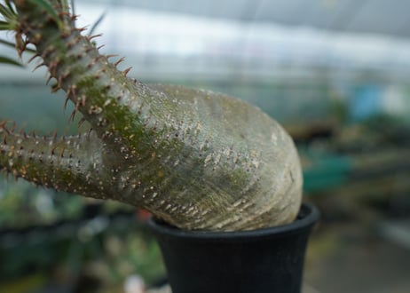 パキポディウム　グラキリス　Pachypodium gracilius　No.2