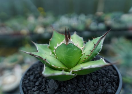 アガベ　チタノタ　Agave titanota　No.10