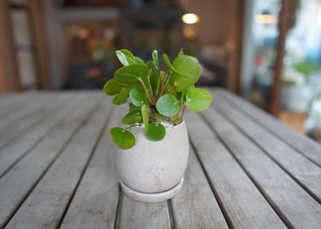 ペペロミア　Peperomia