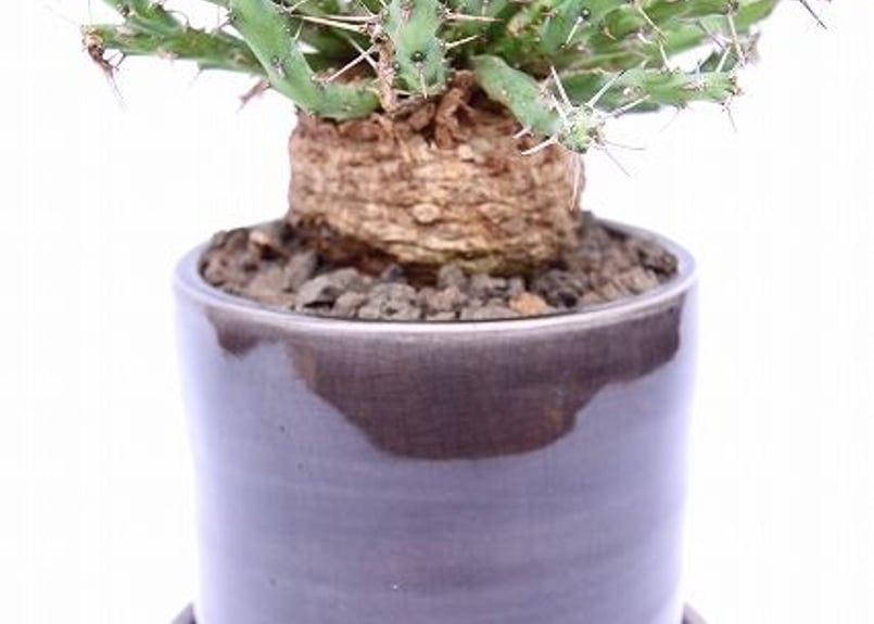 ユーフォルビア シミリラメア【実生苗】 ユーフォルビア シミリラメア【実生苗】 ユーフォルビア