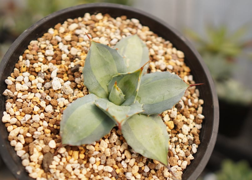 Agave parryi 吉祥天 中斑 NO.2 | mana's farm:塊根植物・アガ