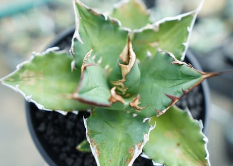アガベ　チタノタ 　Agave titanota　No.1