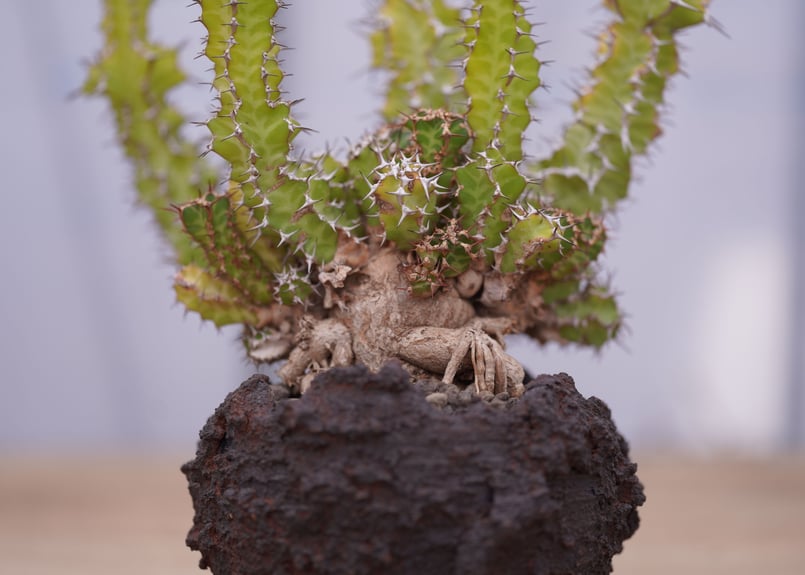 ユーフォルビア ノベリー Euphorbia knobelii | mana's farm:塊