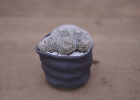 マミラリア 白絹丸　 Mammillaria lenta
