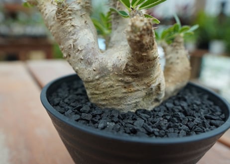 パキポディウム　デンシフローラム Pachypodium densiflorum   No.4