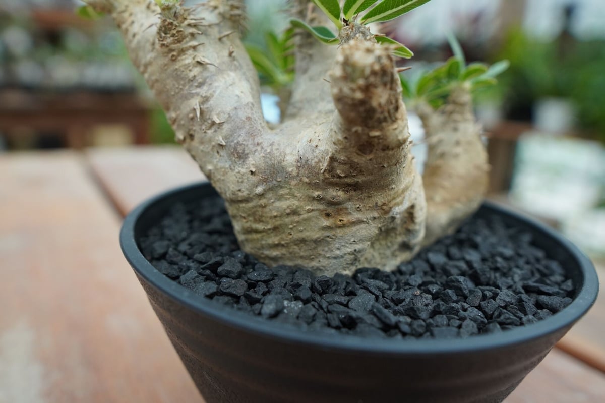 パキポディウムデンシフローラム パキポディウム デンシフローラム Pachypodium densiflorum No.4