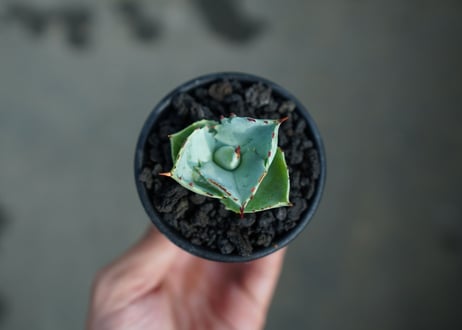 アガベ　兜蟹　Agave isthmensis “Kabutogani”　No.2