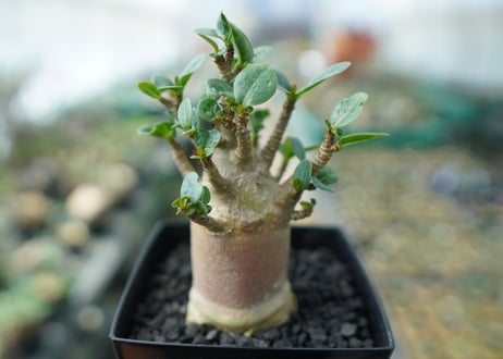 アデニウム　Adenium　No.4