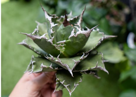 Agave titanota Solar eclipse 夕映嚴龍  NO.5