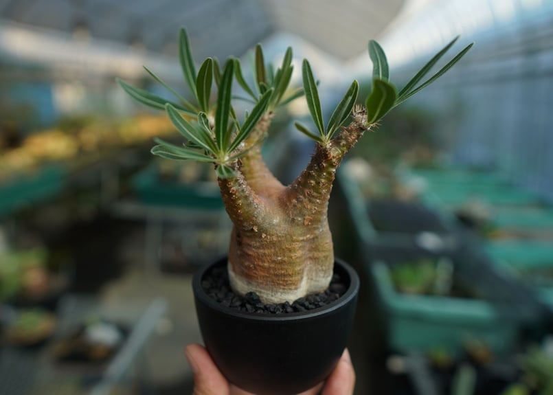 パキポディウム グラキリス Pachypodium Gracilius No.5 | ma
