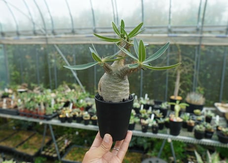 パキポディウム　グラキリス　 Pachypodium Gracilius　No.3