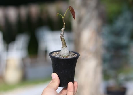 ボンバックス　エリプティクム