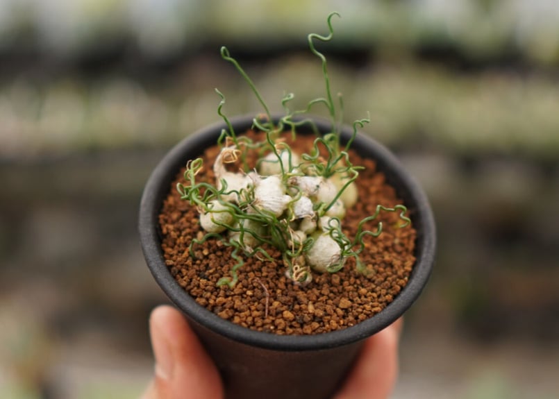 オーニソガラム トルツオスム NO.2 | mana's farm:塊根植物・アガベ