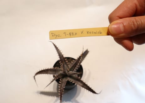 Dyckia T-Rex X Keswick