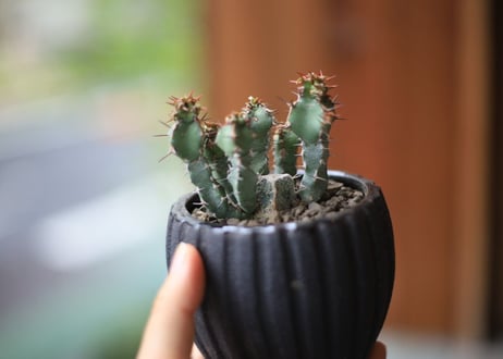 ユーフォルビア　SP　Euphorbia sp
