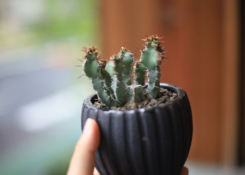 ユーフォルビア SP Euphorbia sp | mana's farm:塊根植物・アガベ・