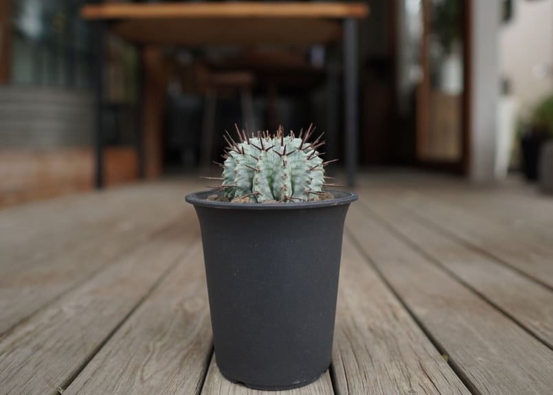ユーフォルビア ホリダ ゼブラホリダ horrida 塊根植物 ユーフォルビア ホリダ Euphorbia horrida | mana's farm:塊根植