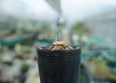 亀甲竜　Dioscorea elephantipes　No.8