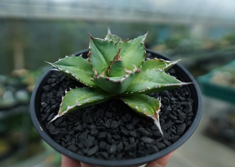 アガベ　チタノタ 　Agave titanota　No.6