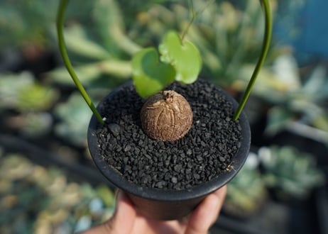 亀甲竜　Dioscorea elephantipes No.10