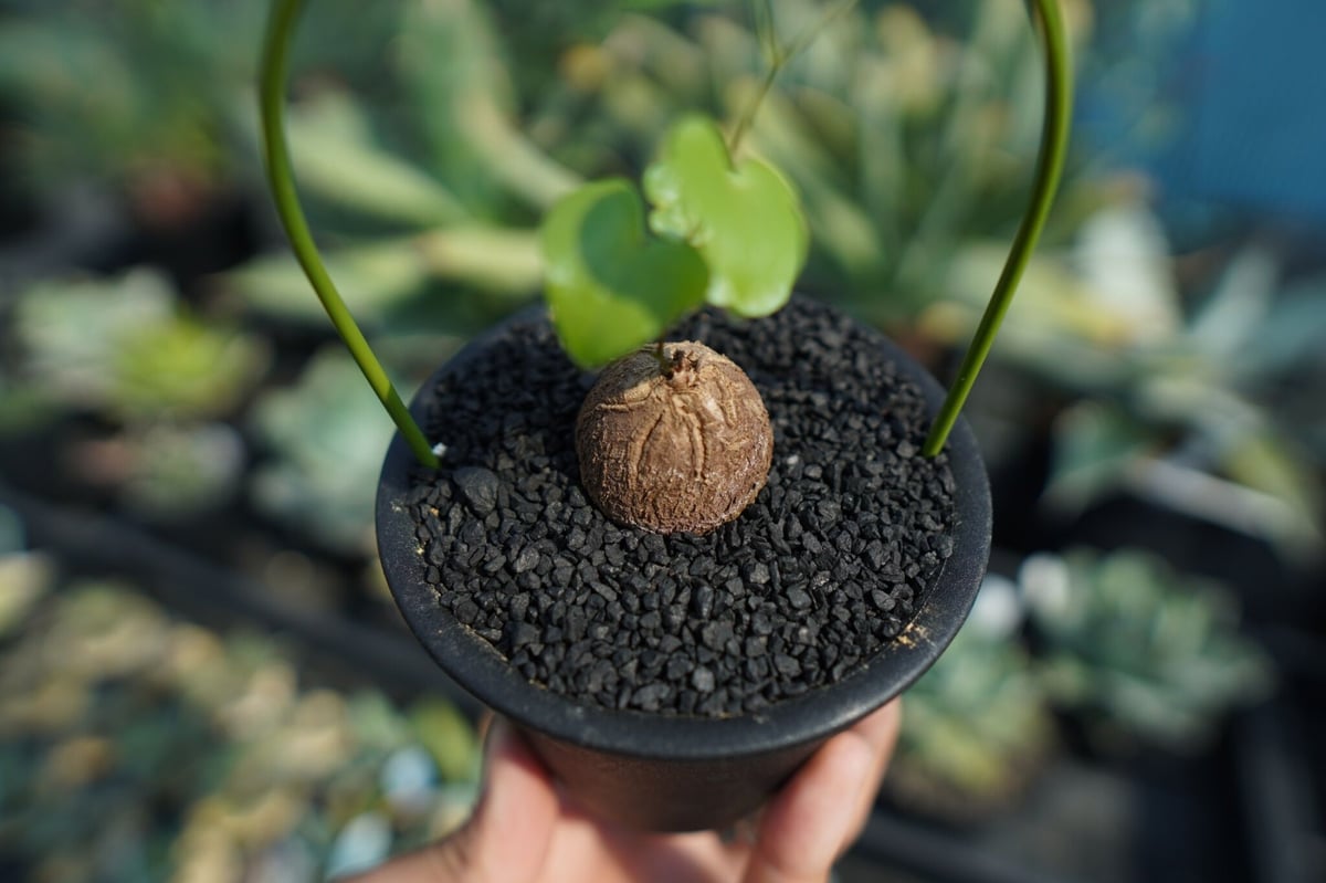 亀甲竜 Dioscorea elephantipes No.10 | mana's farm:
