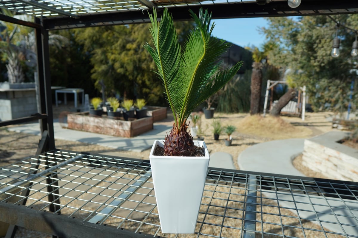 ソテツ No.1 | mana's farm:塊根植物・アガベ・ドライガーデン植物販売