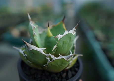アガベ　チタノタ　FO-76　agave titanota  FO-76　No.3
