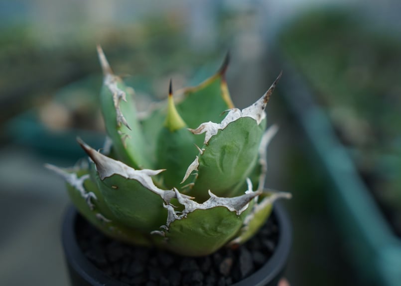 アガベ チタノタ FO-76 agave titanota FO-76 No.3 | man