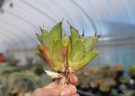 agave titanota 剣竜　No.2