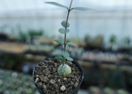 フォッケア　エデュリス　Fockea edulis　No.1