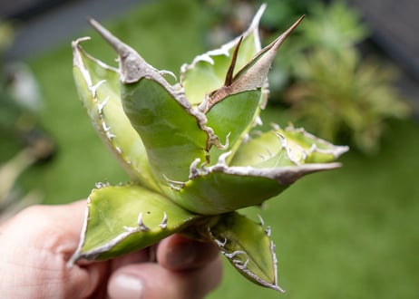 Agave Sowing seeds NO.4   (G)