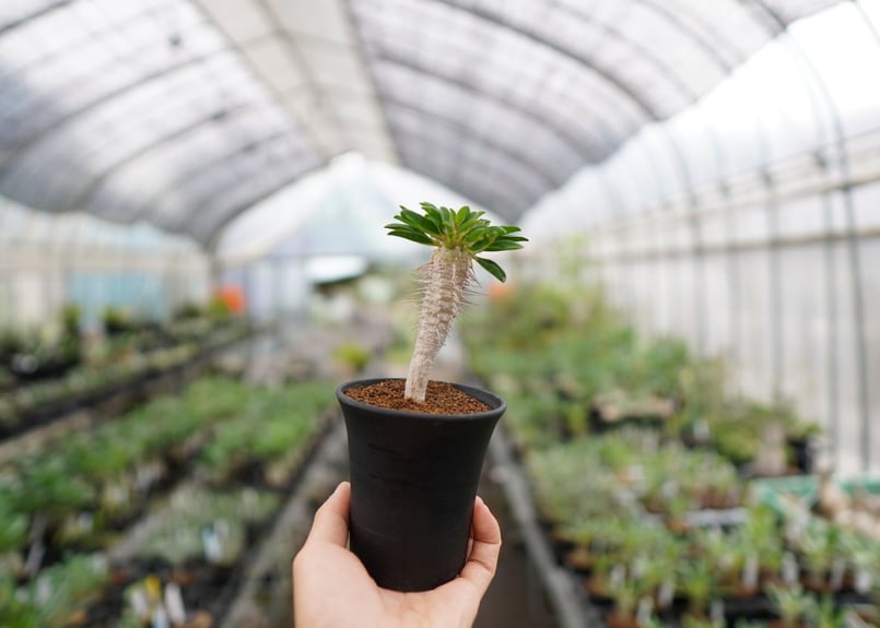 良型！】ユーフォルビア ギラウミニアナ 実生【2】 | mana's farm