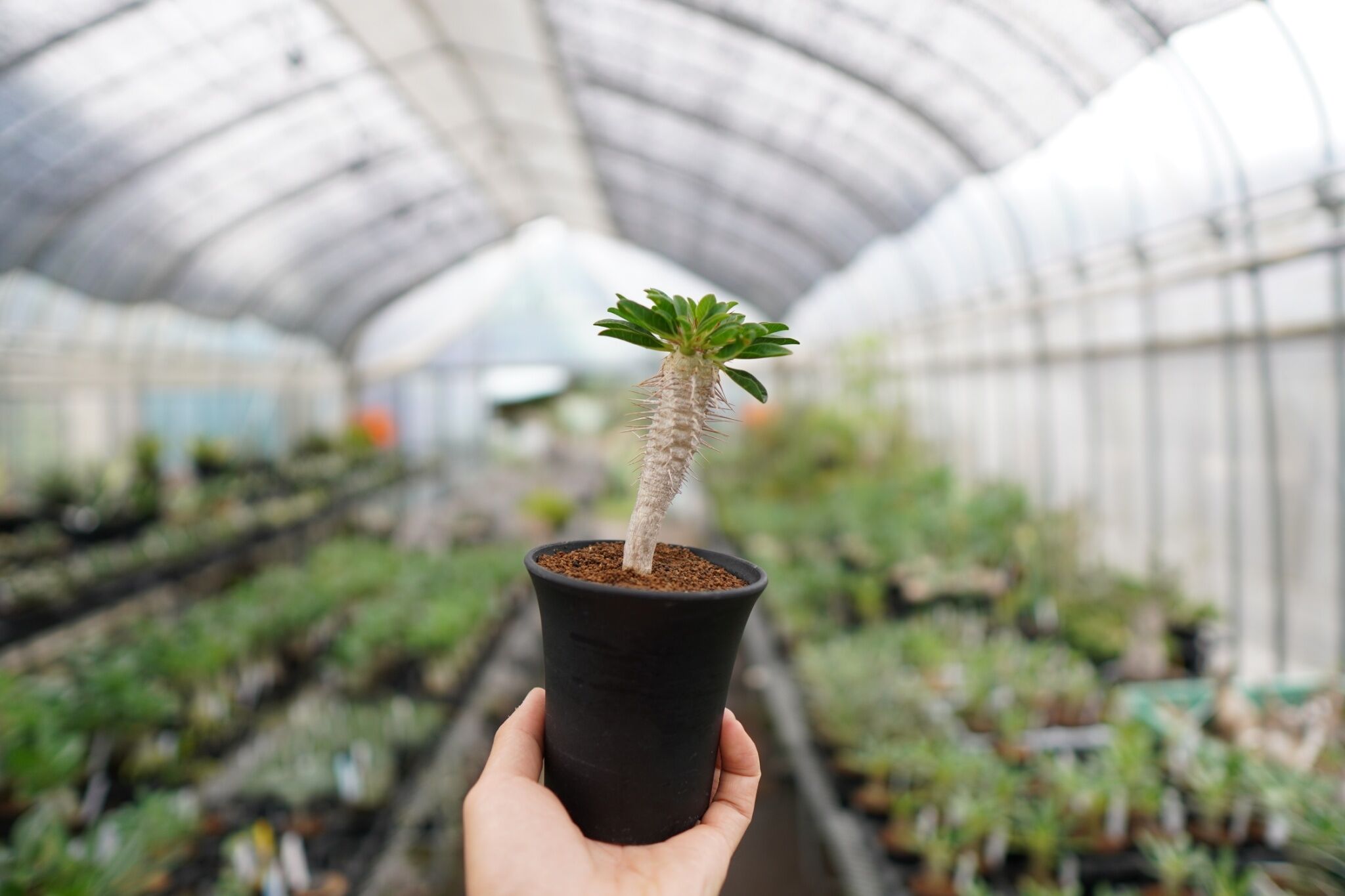 ユーフォルビアギラウミニアナ✳️現地球 多分岐 良型　塊根植物 良型！】ユーフォルビア ギラウミニアナ 実生【2】 | mana's farm