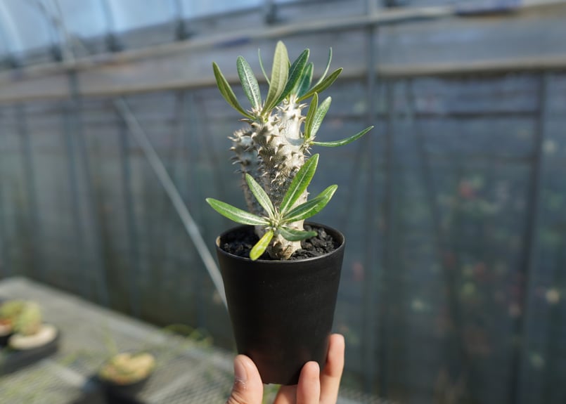 パキポディウム 伊藤ハイブリッド Pachypodium 'Itoh Hybrid' No.