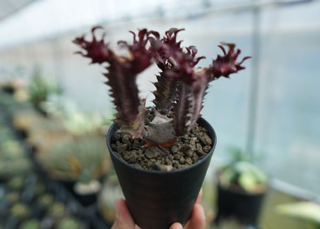 ユーフォルビア　トリゴナ　Euphorbia trigona