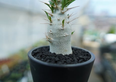 パキポディウム　サンデルシー　Pachypodeium saundersii  No.8