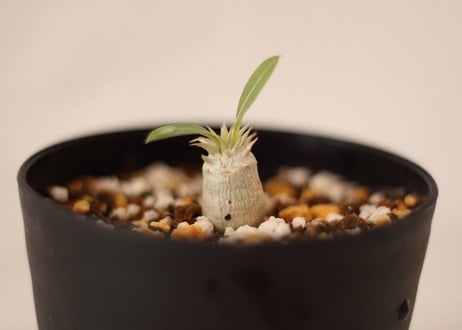 Pachypodium eburneum　パキポディウム　エブレネウム  実生no.1