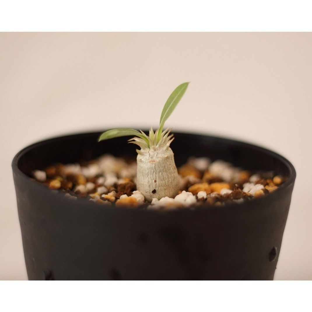Pachypodium eburneum パキポディウム エブレネウム 実生no.1 | m