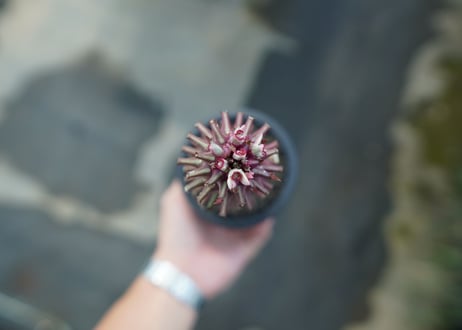 ユーフォルビア　モナデニウム　シューベイ　Euphorbia monadenium schubei