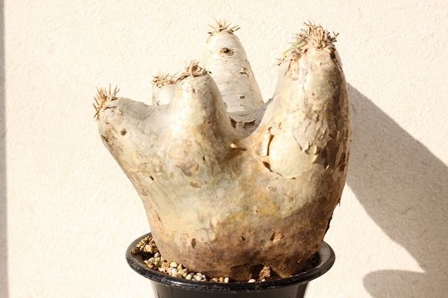 Pachypodium eburneum パキポディウム エブレネウム no.1 | man