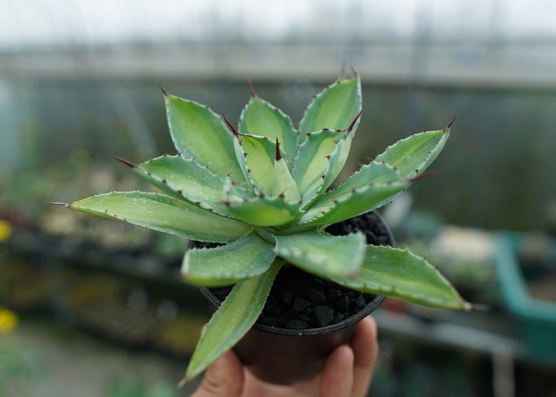 アガベ 吉祥冠錦 Agave potatorum variegata | mana's fa